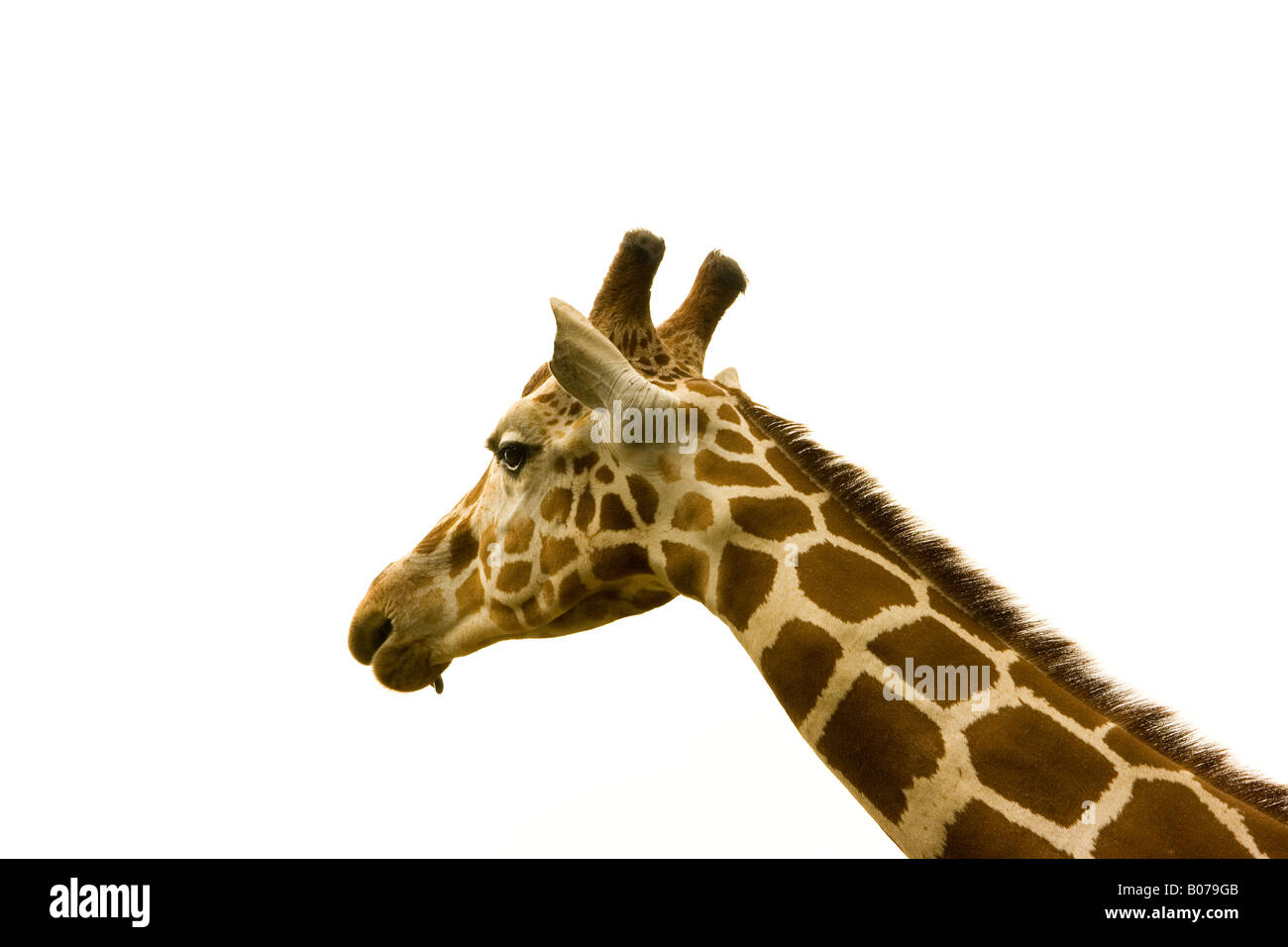 Giraffe Kopf und Hals vor weißem Hintergrund Stockfoto