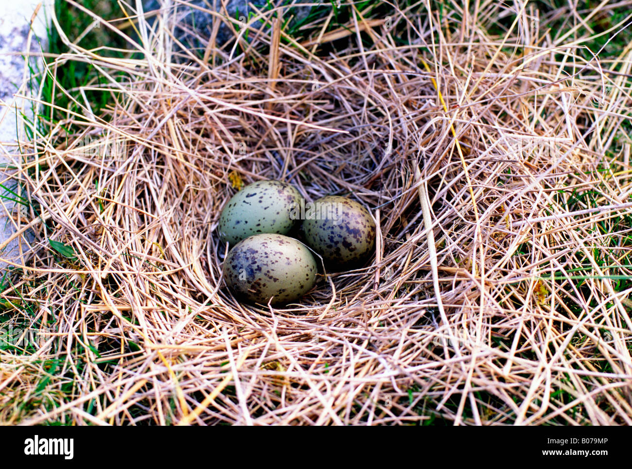 Eiern im Sea Bird nest Stockfoto