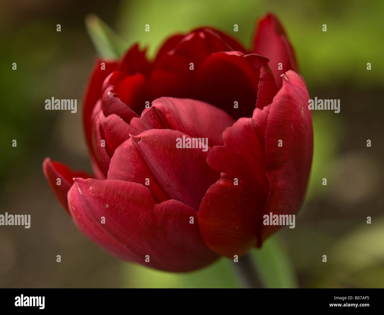 Tief rote Tulpe Stockfoto