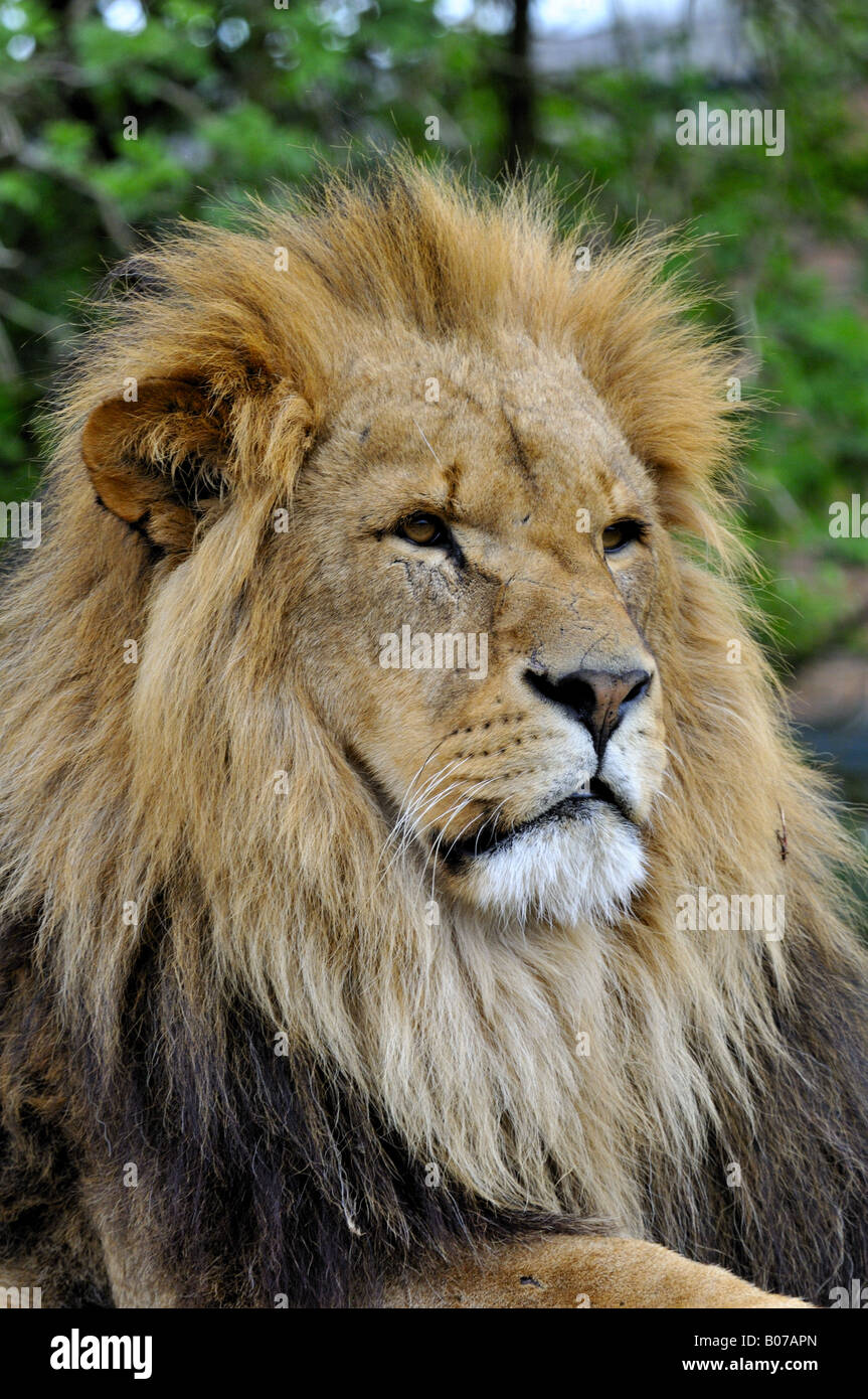 Löwe (Panthera Leo) Stockfoto