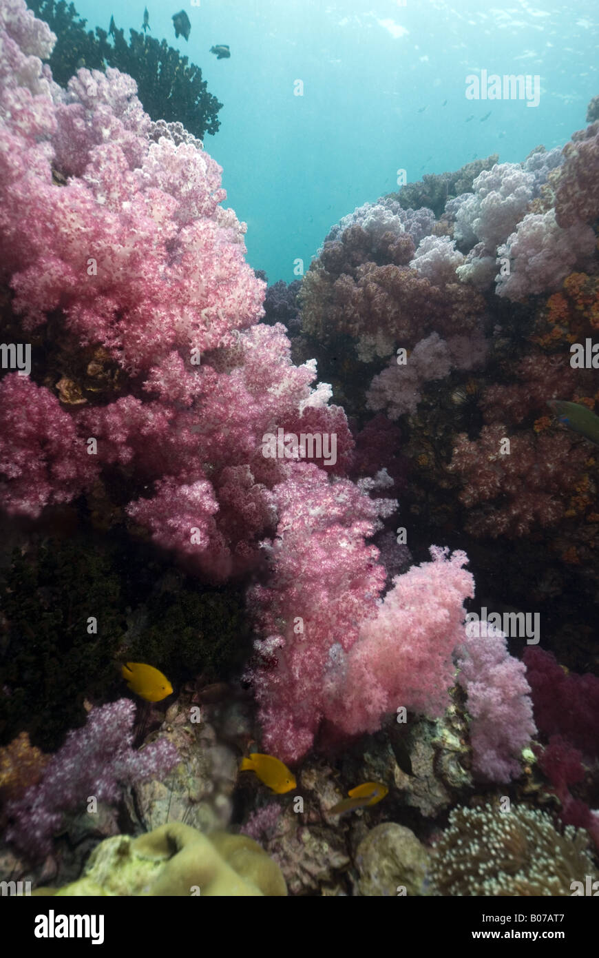 weiche Korallenwand mit Riffbarsche unter Wasser Stockfoto