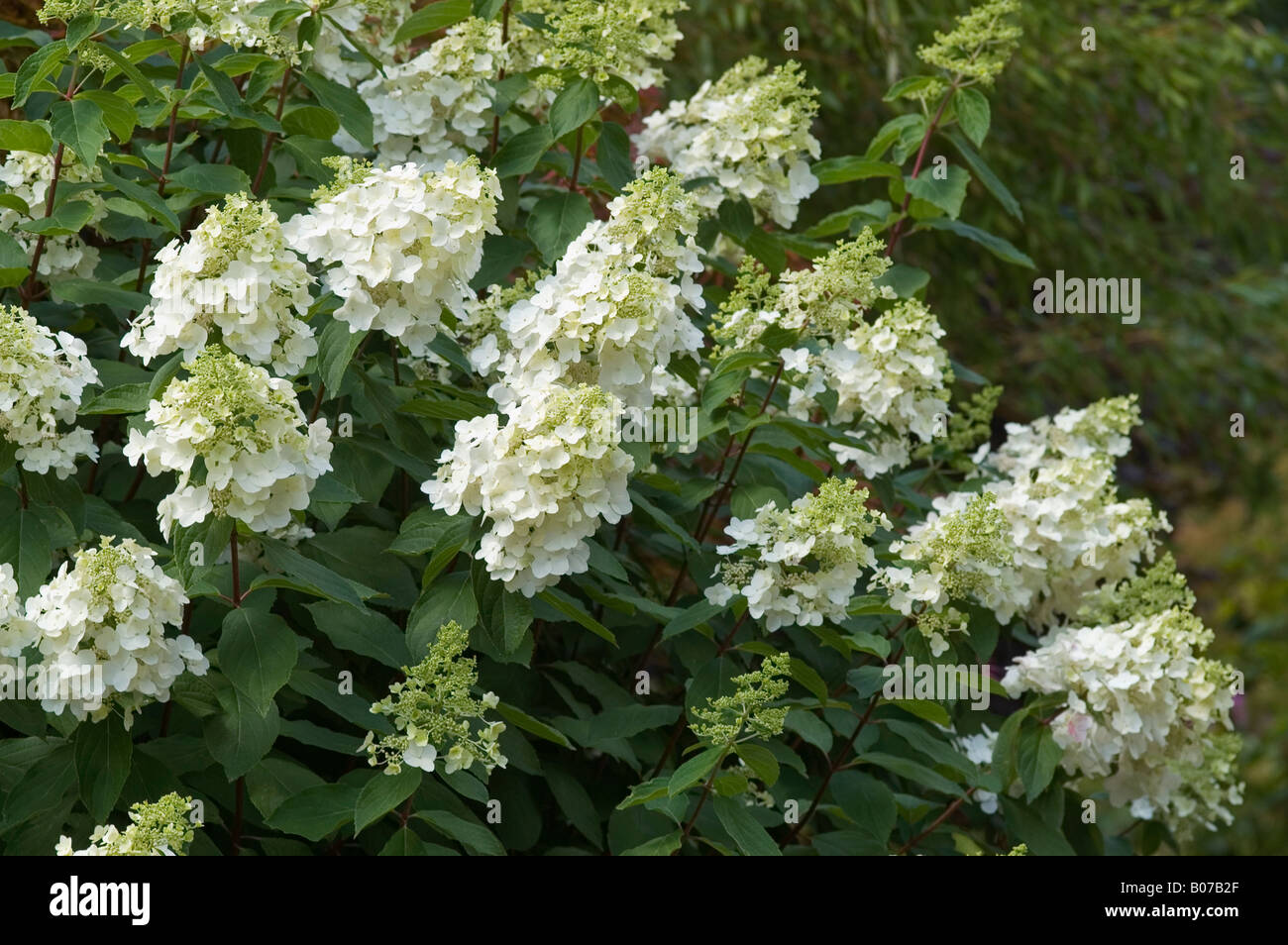 HYDRANGEA PANICULATA EINZIGARTIG Stockfoto