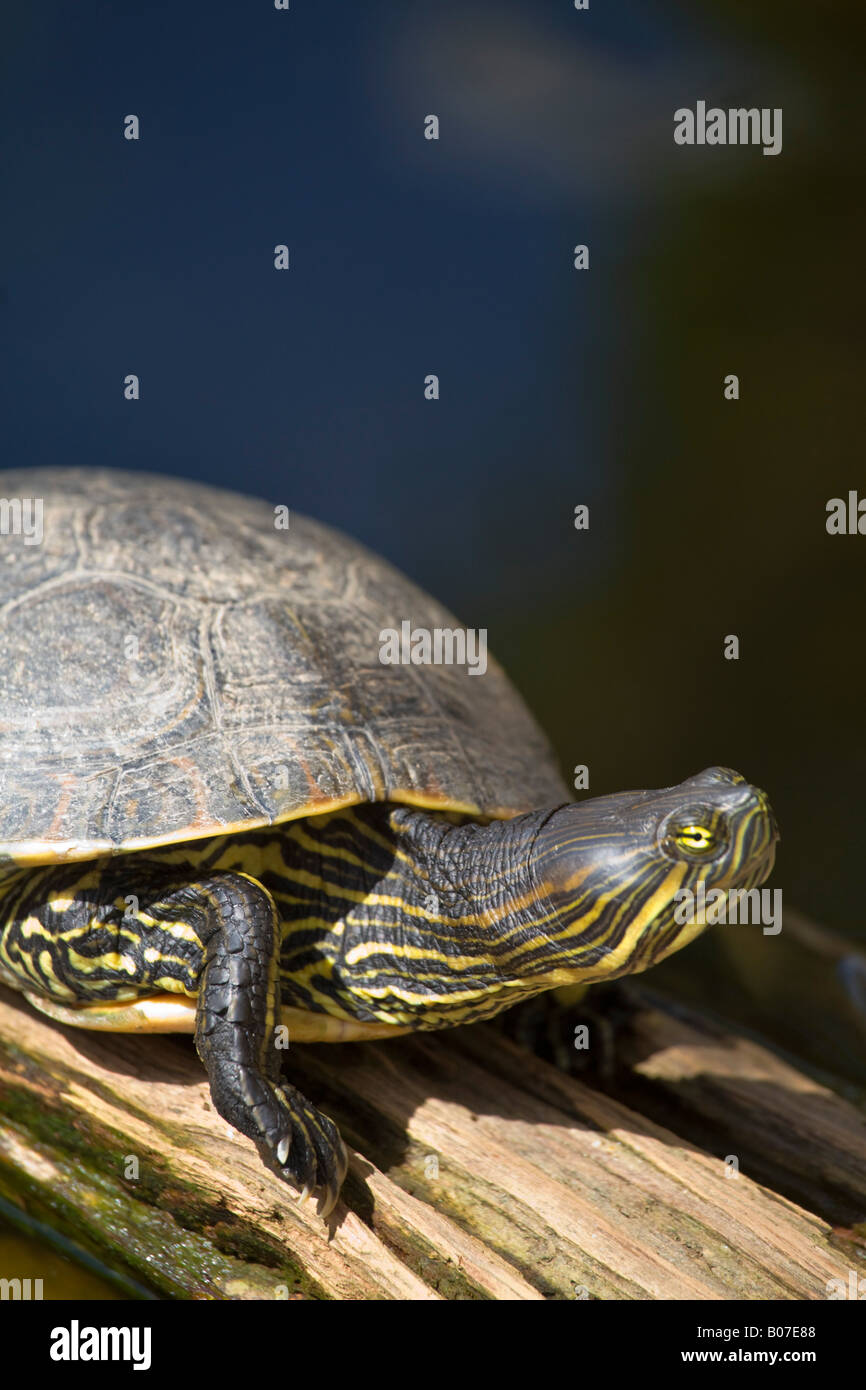 Belize, Placencia, Schildkröte Stockfoto