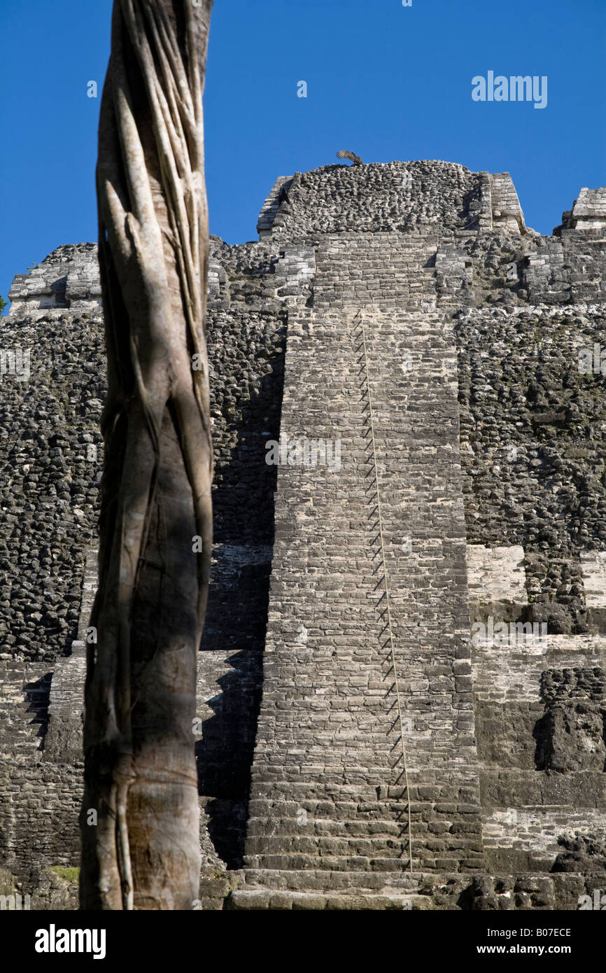 Belize, Lamanai, hoher Tempel (Struktur N10-43) der höchste Tempel in Lamanai bei 125ft Stockfoto