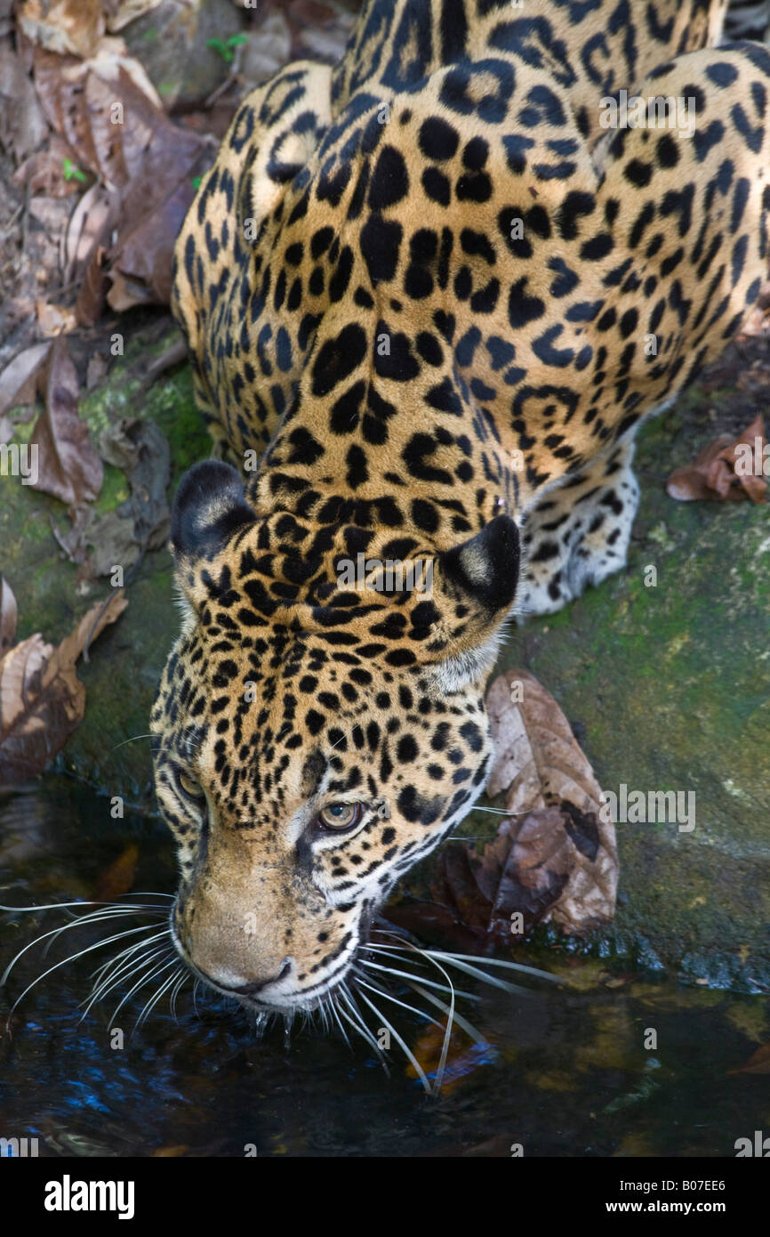 Belize, Jaguar Stockfoto