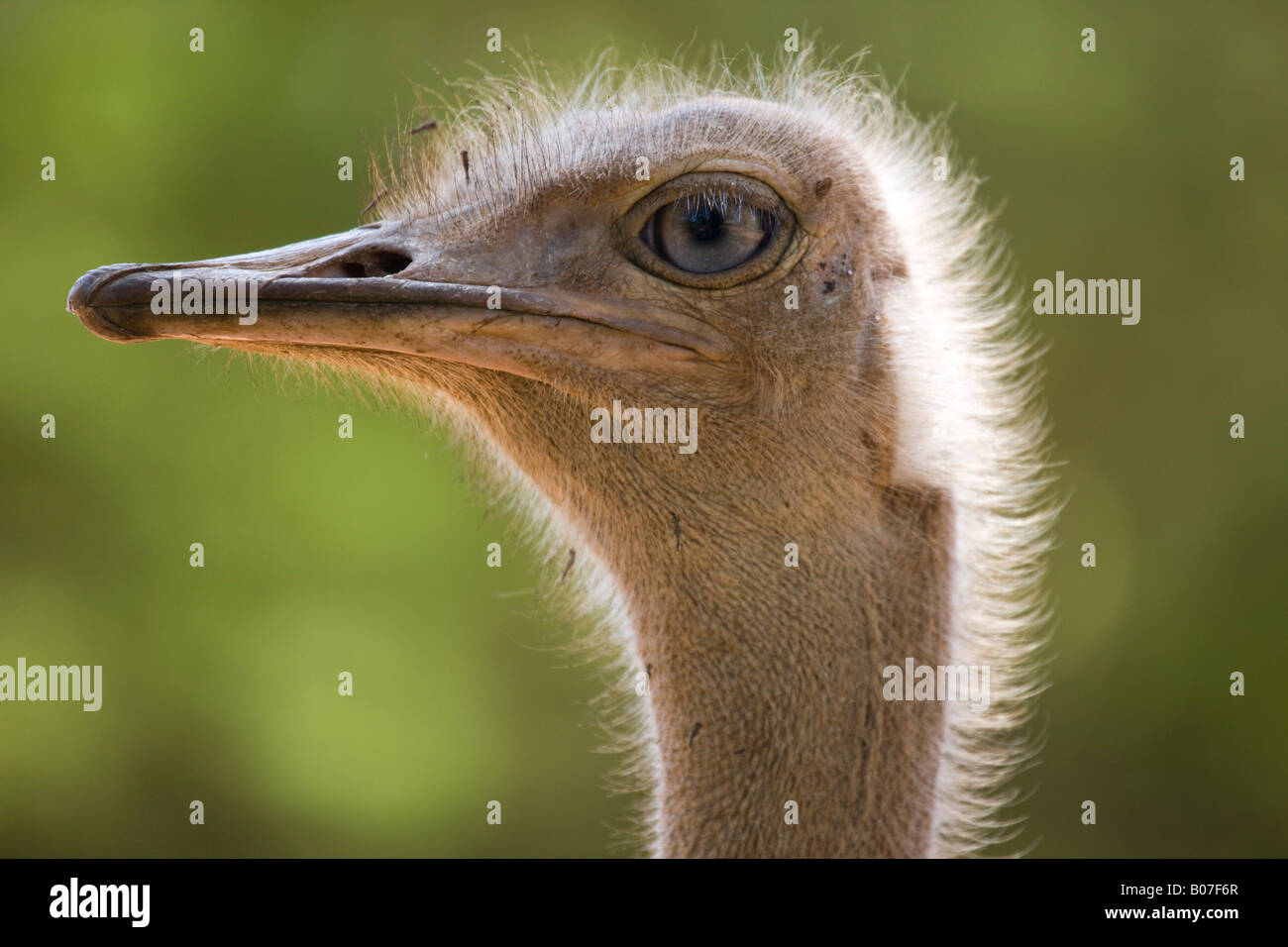 Strauß, Lewa Wildlife Conservancy, Kenia Stockfoto