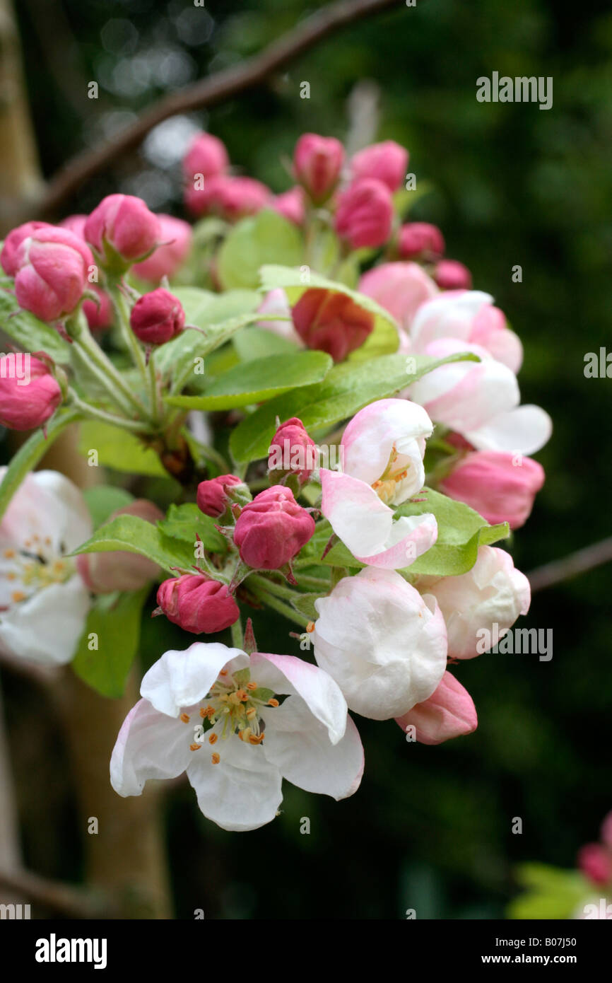 MALUS EVERESTE AGM BLOSSOM Stockfoto