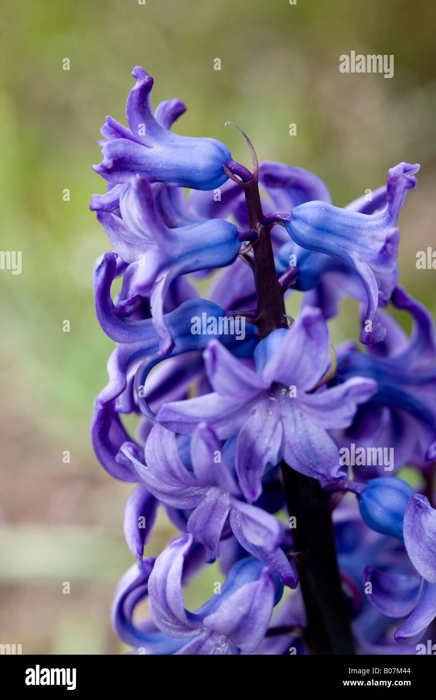 Blaue Hyazinthe Stockfoto