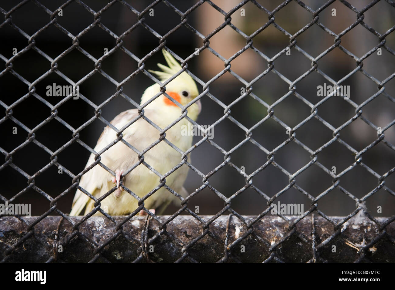 Vogel auf dem Display in der Voliere, Victoria Park, Palmerston North, Neuseeland Stockfoto