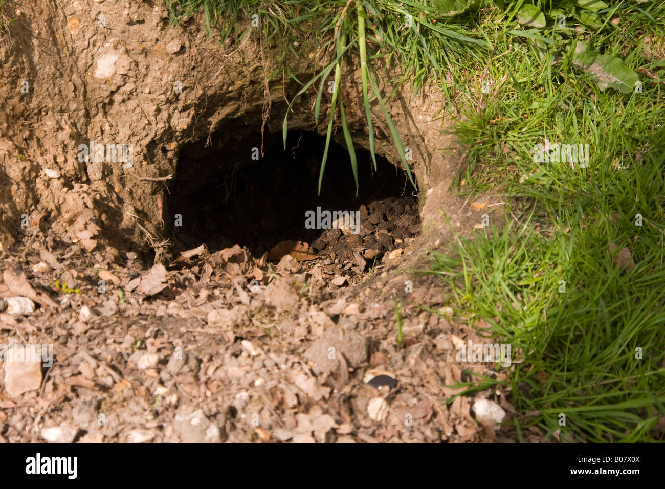 Füchse-Höhle im New Forest Stockfoto