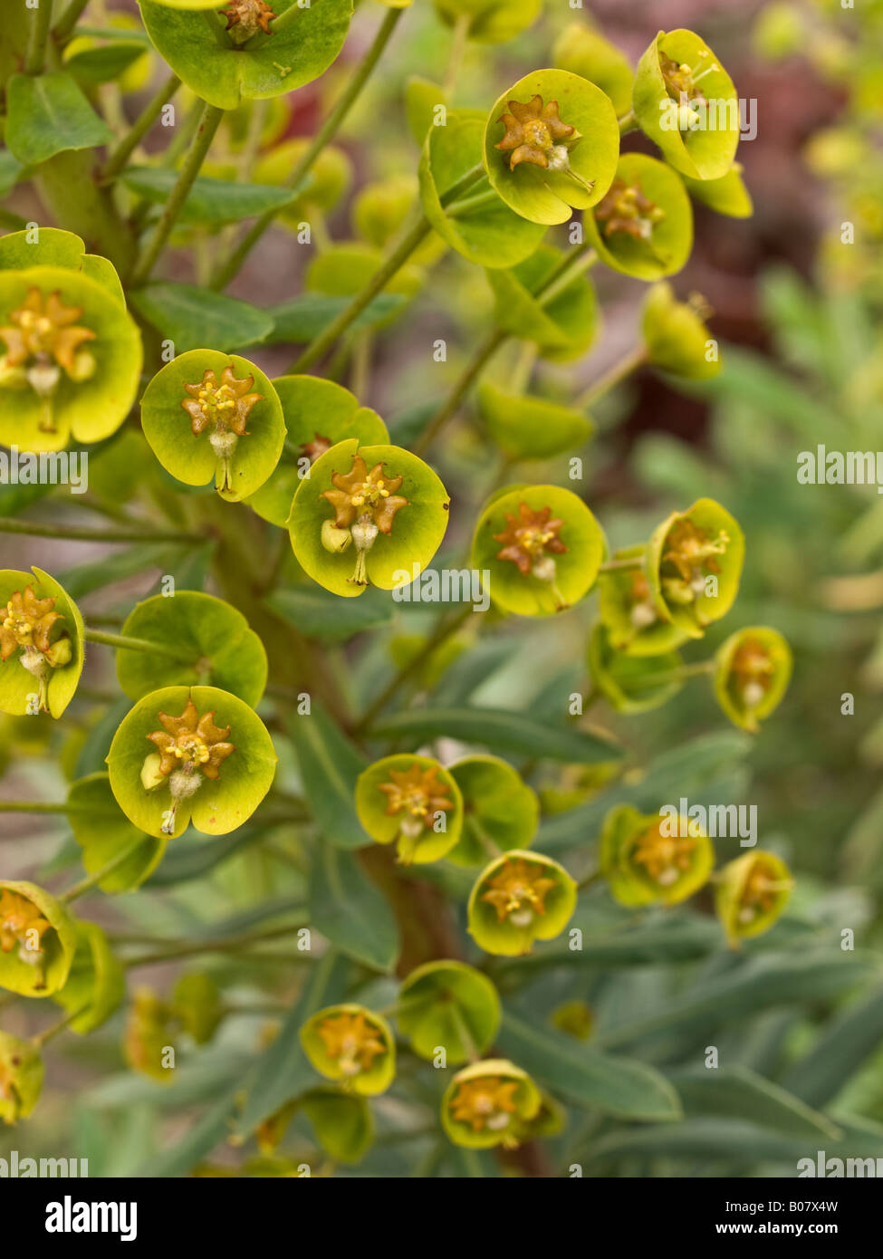 Euphorbia Blumen Stockfoto