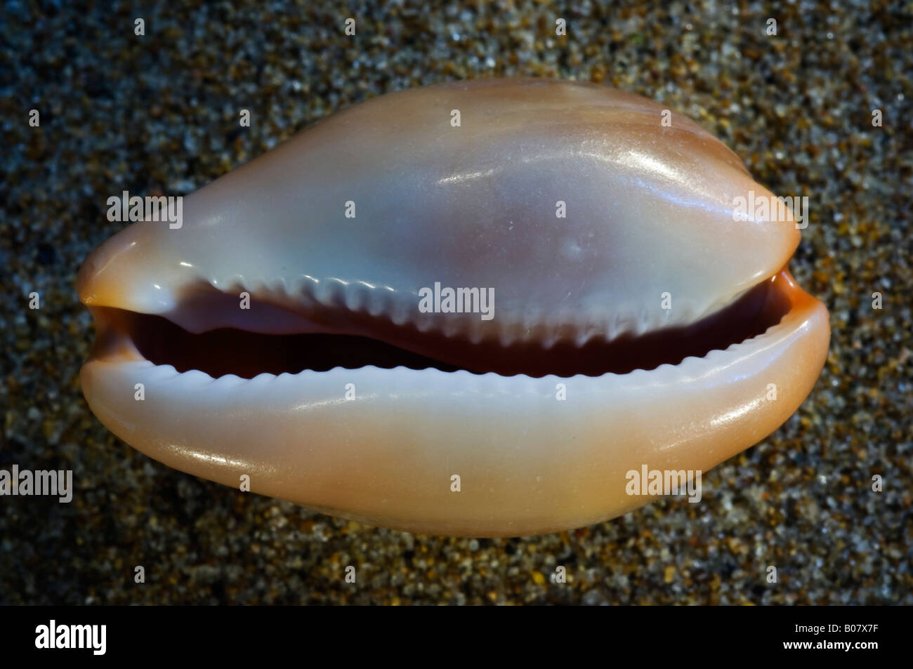 Ciprea Lurida lurida Stockfoto