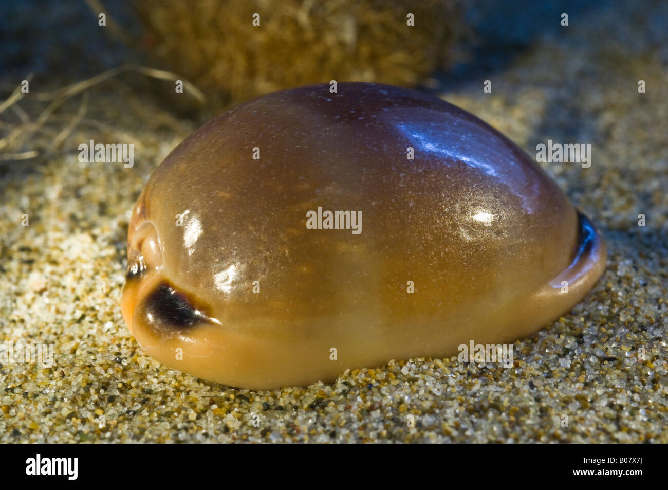 Ciprea Lurida lurida Stockfoto