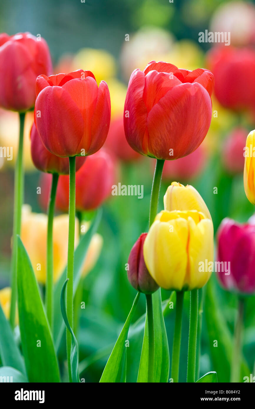 Bunte Tulpen im Frühling UK Stockfoto