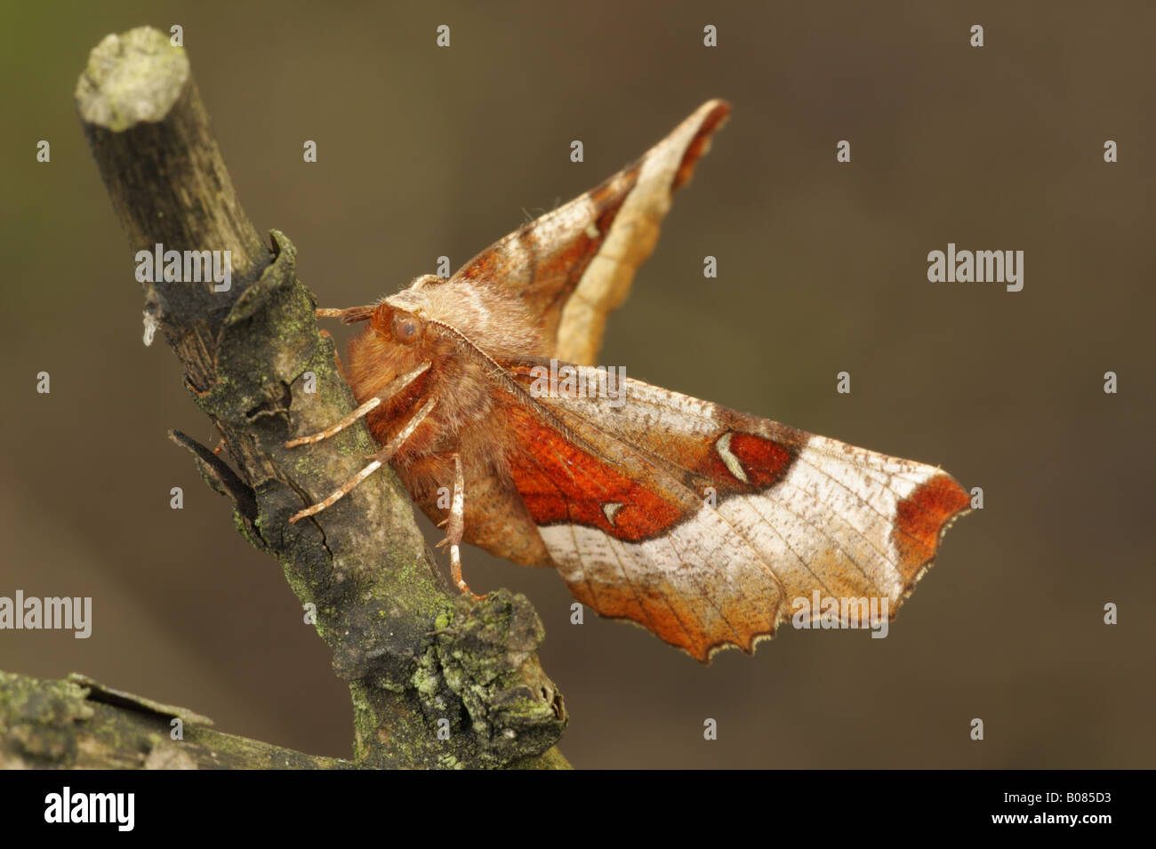 Lila Thorn - Selenia tetralunaria Stockfoto