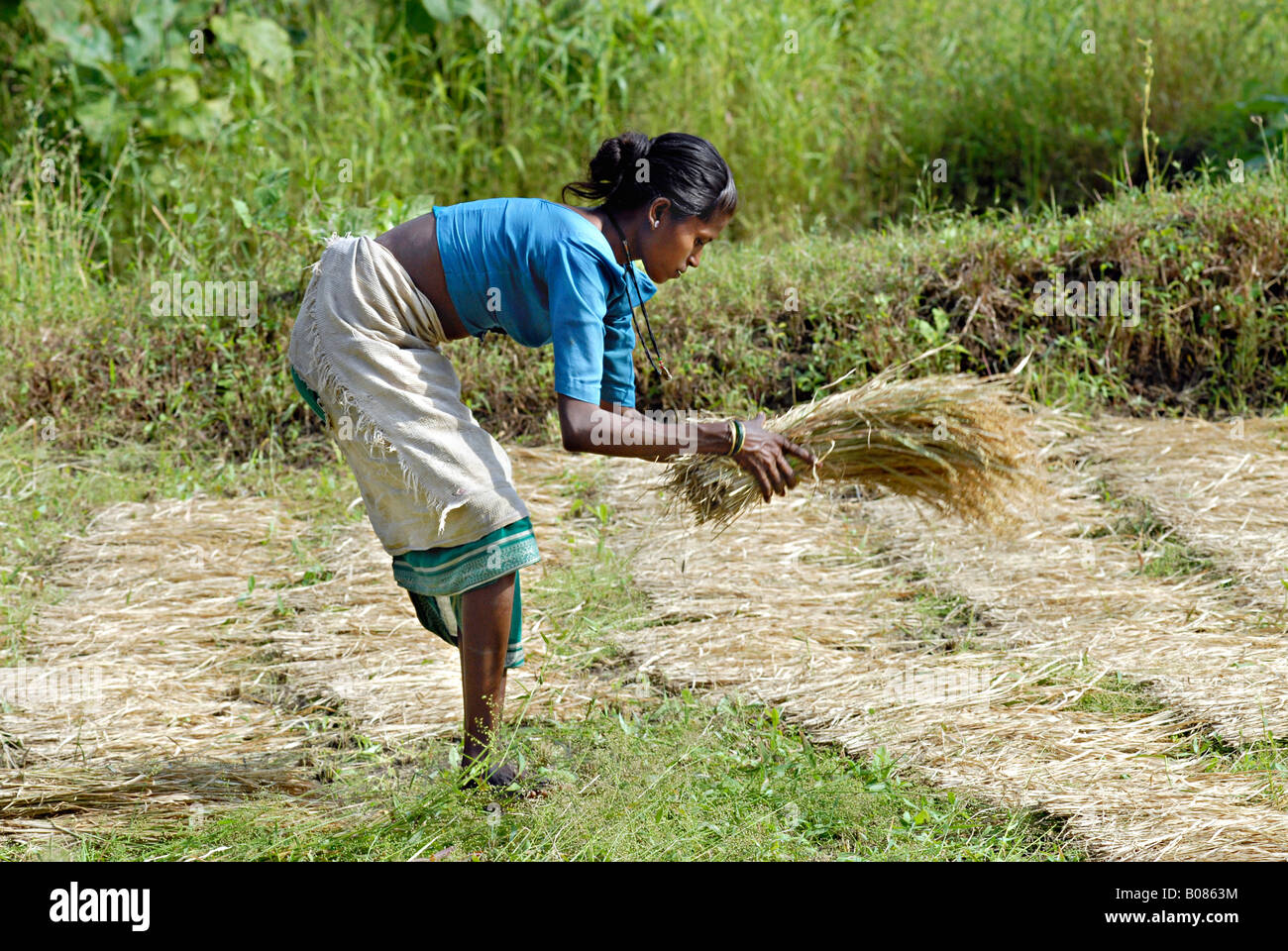 Frau arbeitet in einem Reisfeld Paddy. Warli Stammes, Thane, Maharashtra, Indien Stockfoto