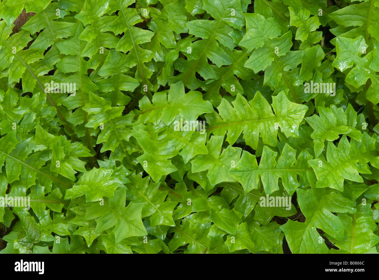 Duftende Salatblätter Schwein (Aposeris Foetida), von oben gesehen Stockfoto