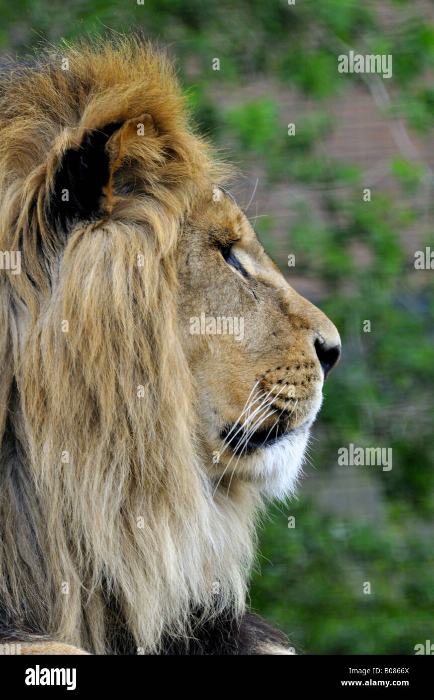 Löwe (Panthera Leo) Stockfoto