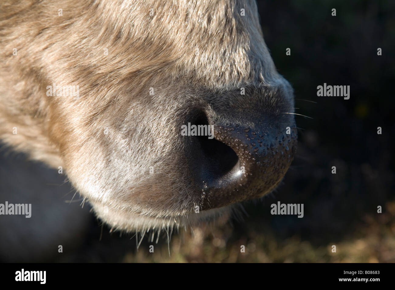 Gold Dun Galloway Cowen fotografiert in der New Forest-Hampshire UK Stockfoto