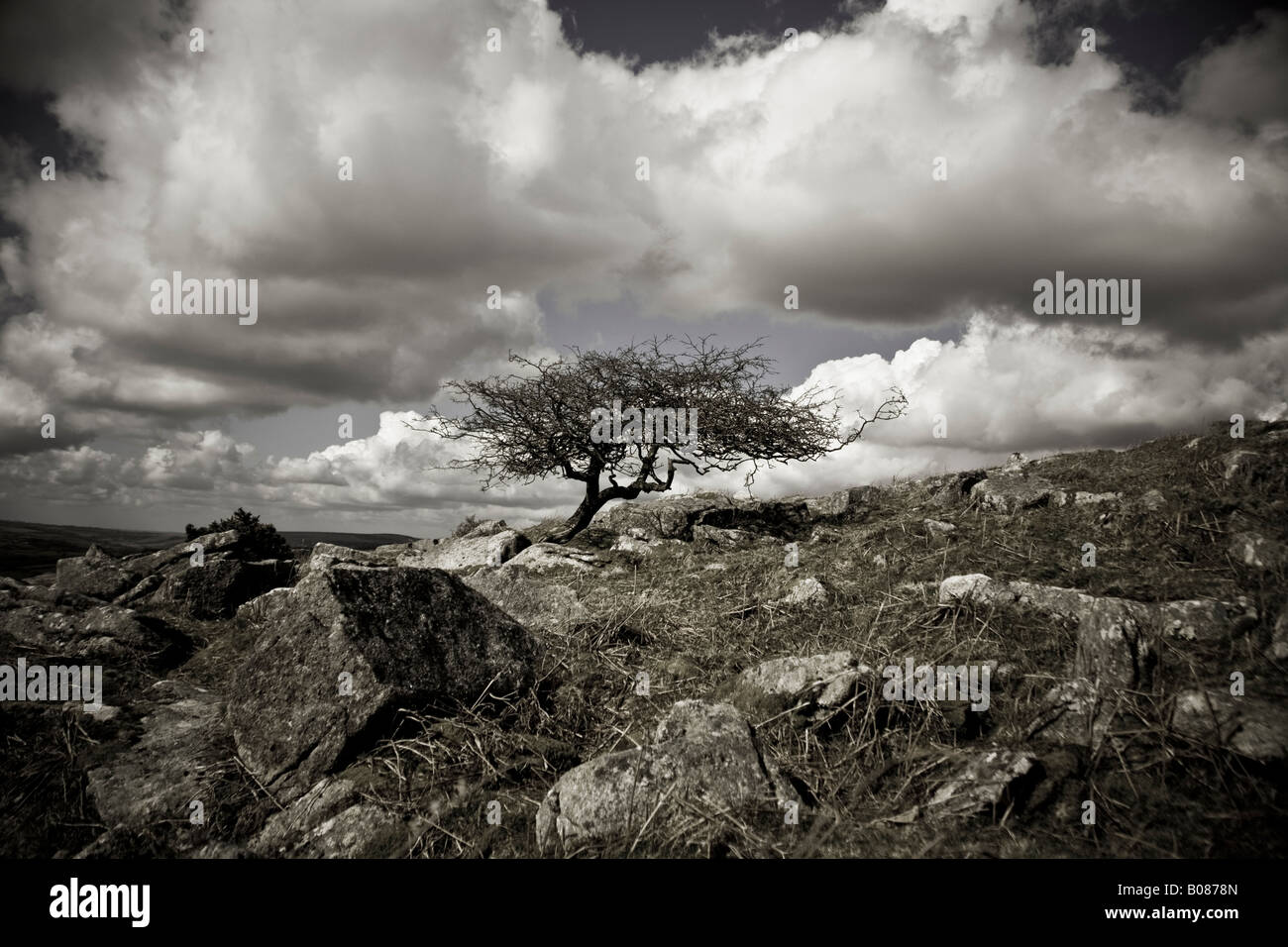 Wind gefegt Baum Dartmoor Devon arty schwarz / weiß Stockfoto