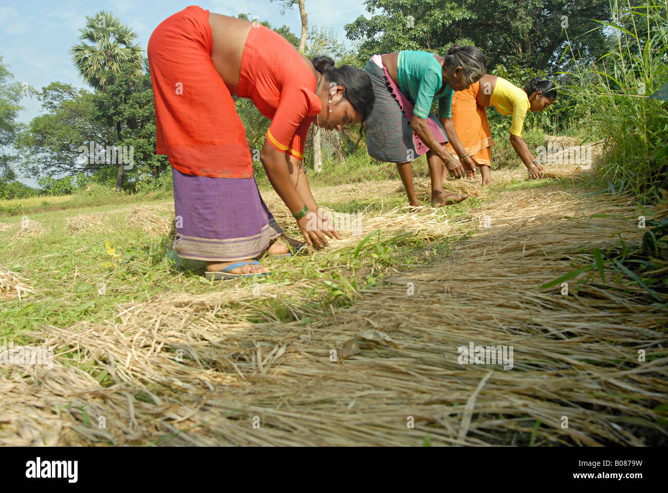 Frauen arbeiten im Reisfeld. Warli Stammes, Thane, Maharashtra, Indien Stockfoto