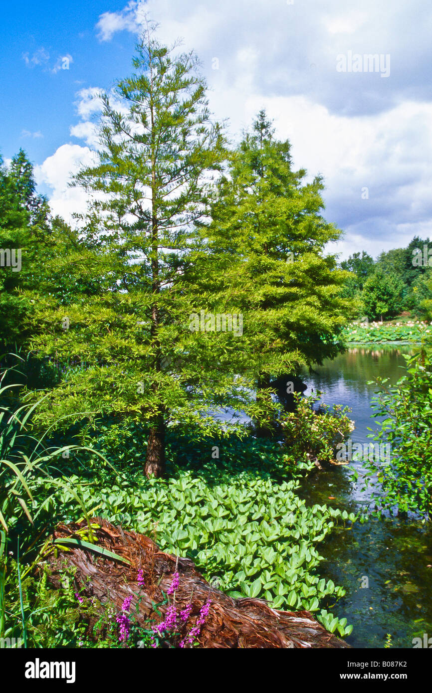 Sumpf-Zypresse im Arboretum Ellerhoop Stockfoto