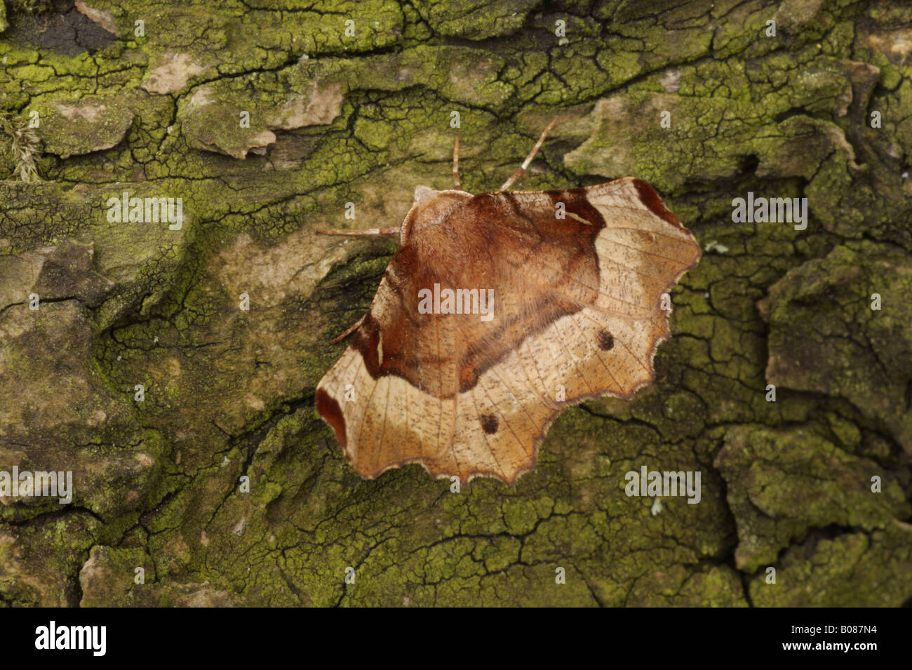 Lila Thorn - Selenia tetralunaria Stockfoto
