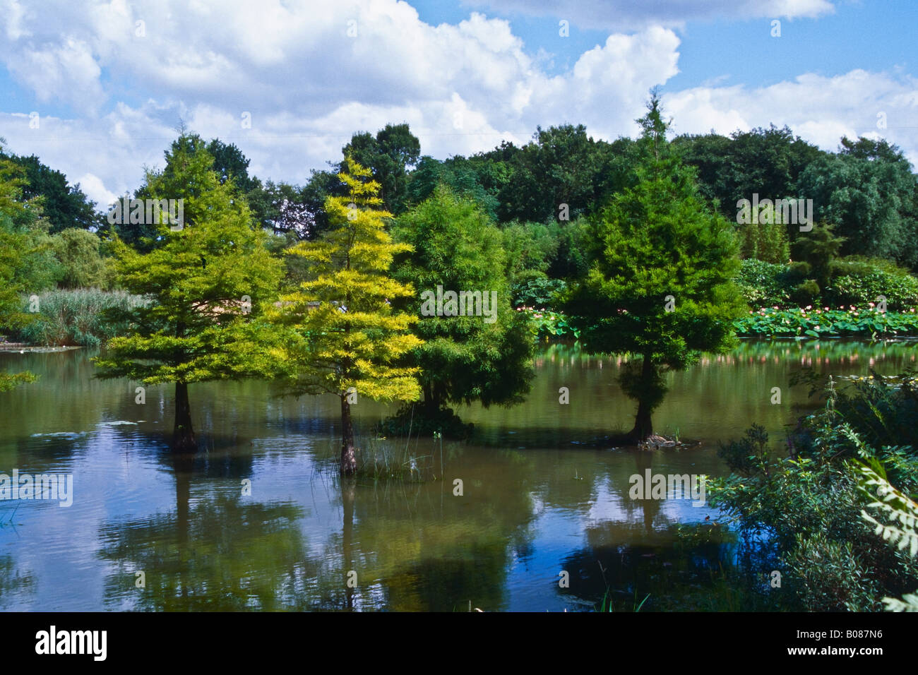 Sumpf-Zypresse im Arboretum Ellerhoop Stockfoto