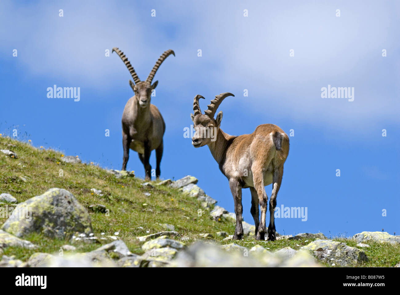 Alpensteinbock (Capra Ibex), alte und junge Männer stehen auf einer Bergwiese Stockfoto