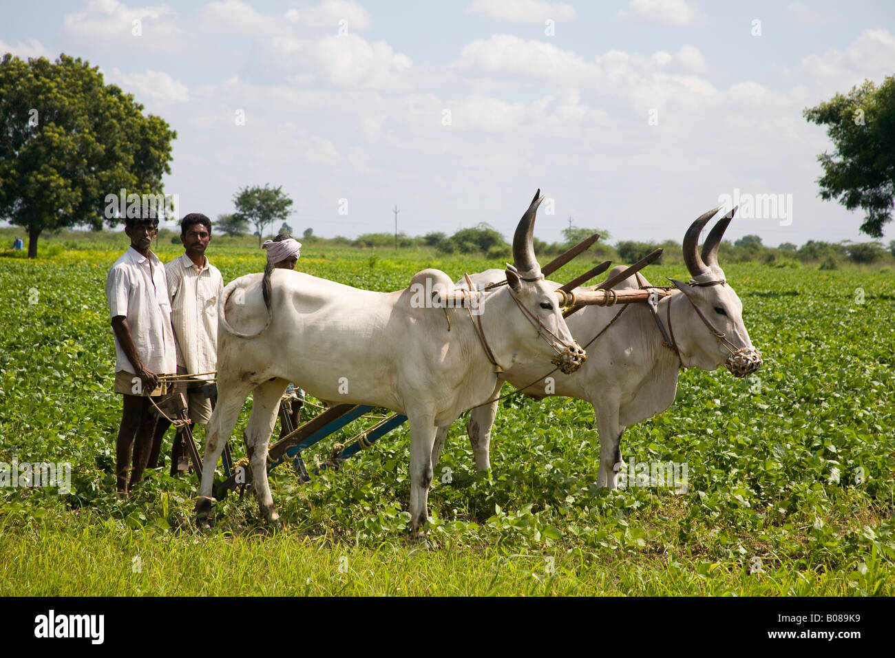 Zwei Ochsen und Bauern Pflügen eine Feld, Tamil Nadu, Indien Stockfoto