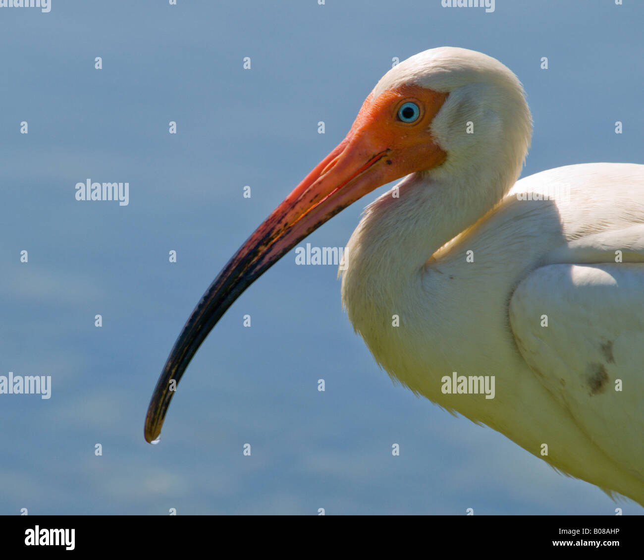 WEIßER IBIS TROCKNET IN DER FRÜHLINGSSONNE NACH DER SUCHE NACH KAULQUAPPEN IM TEICH DIESES EUDOCIMUS ALBUS LIVESIN FLORIDA Stockfoto