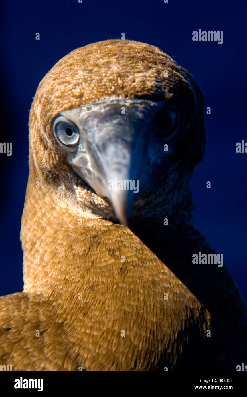 Tölpel, Revillagigedo-Inseln, Socorro Inseln, Vogel, Stockfoto