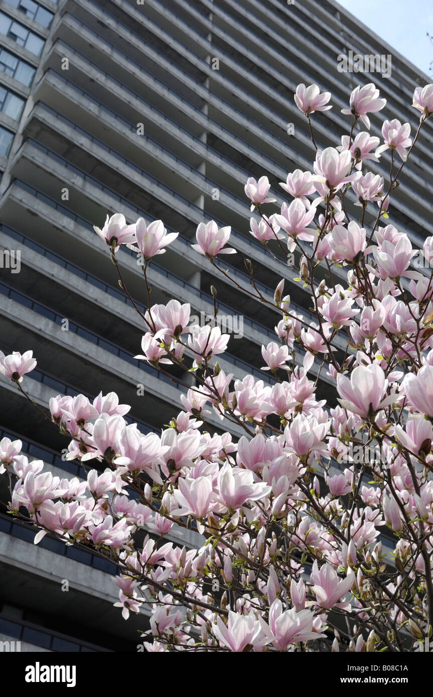 Blühende Magnolie in der Stadt Stockfoto