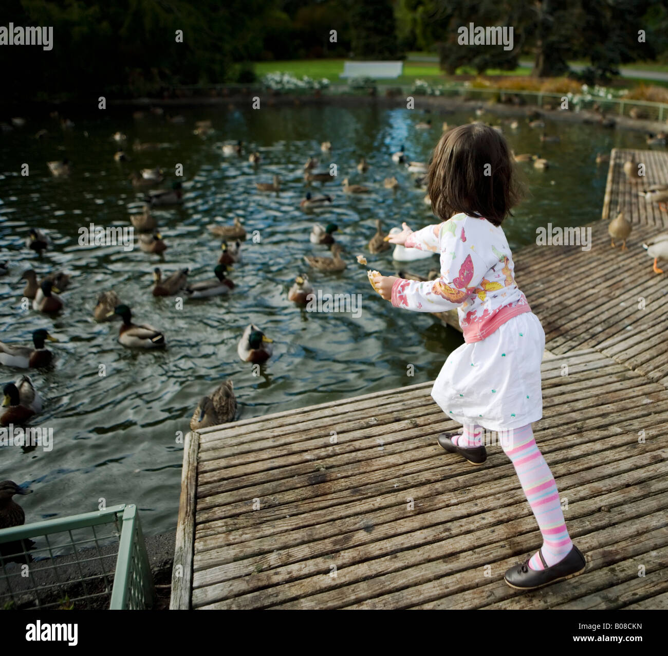 Mädchen im Alter von vier Jahren füttert die Enten in den öffentlichen Victoria Park, Palmerston North, Neuseeland Stockfoto