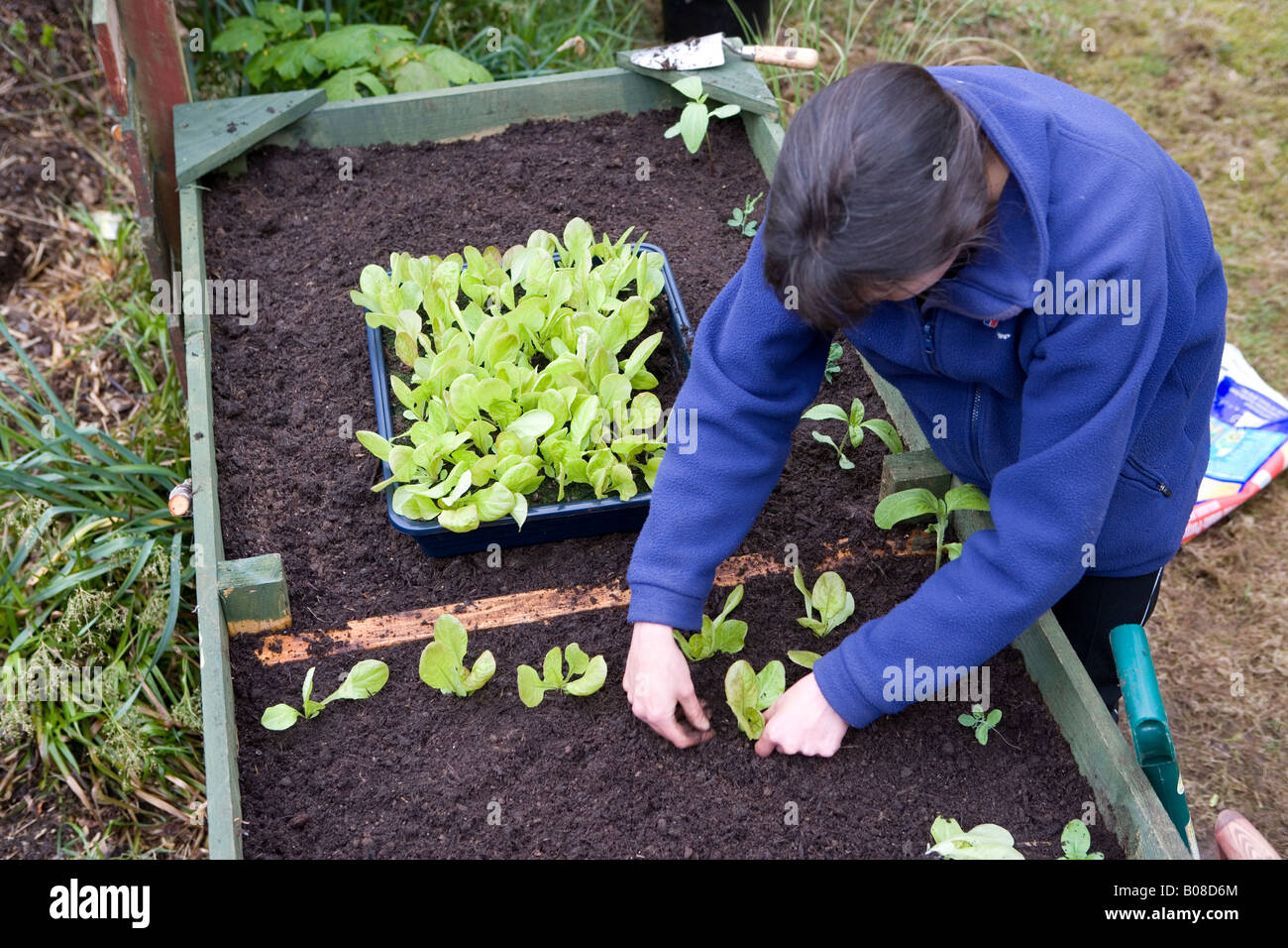 Frau Gärtner, Anbau von Gemüse in ihrem Garten in Hochbeeten, Inverness, Schottland Stockfoto