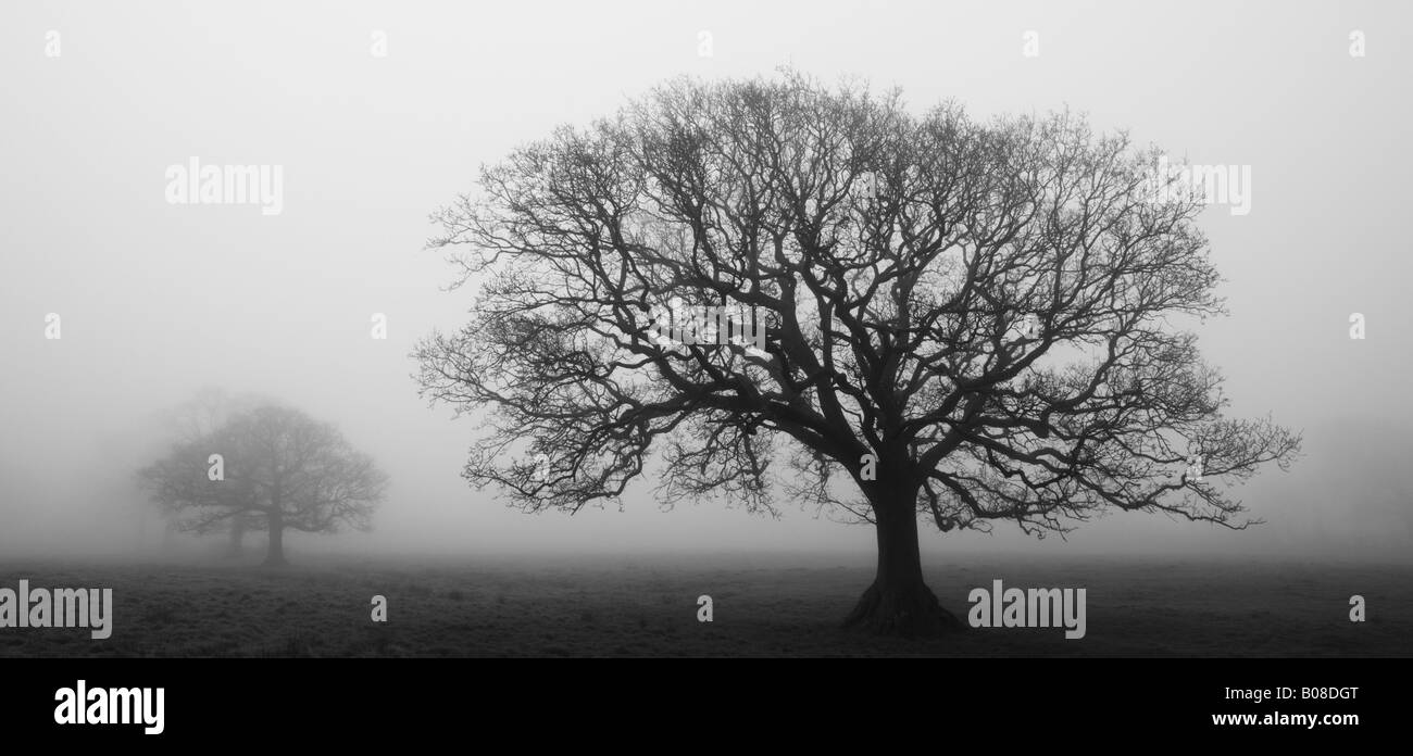 Nebliger Morgen in einem Baum gesäumten Feld, Black Dog, Mid Devon, England Stockfoto