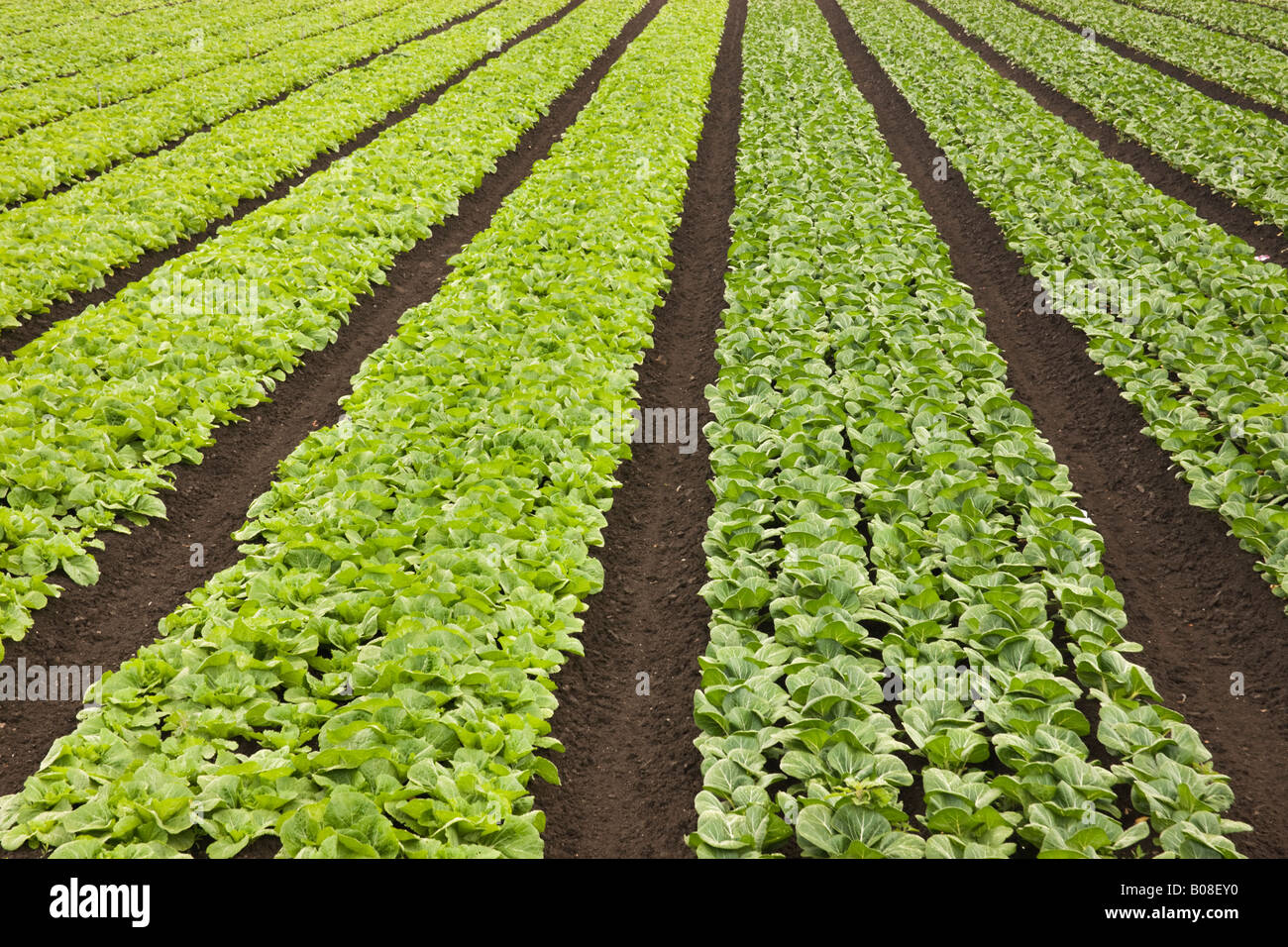 Napa Cabbage & Bok Choy. Stockfoto