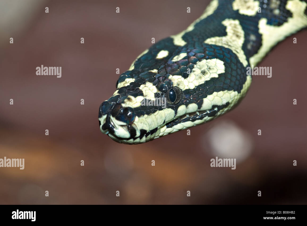 ein schönes gelb-schwarzen Teppich-Python sieht in die Kamera Stockfoto
