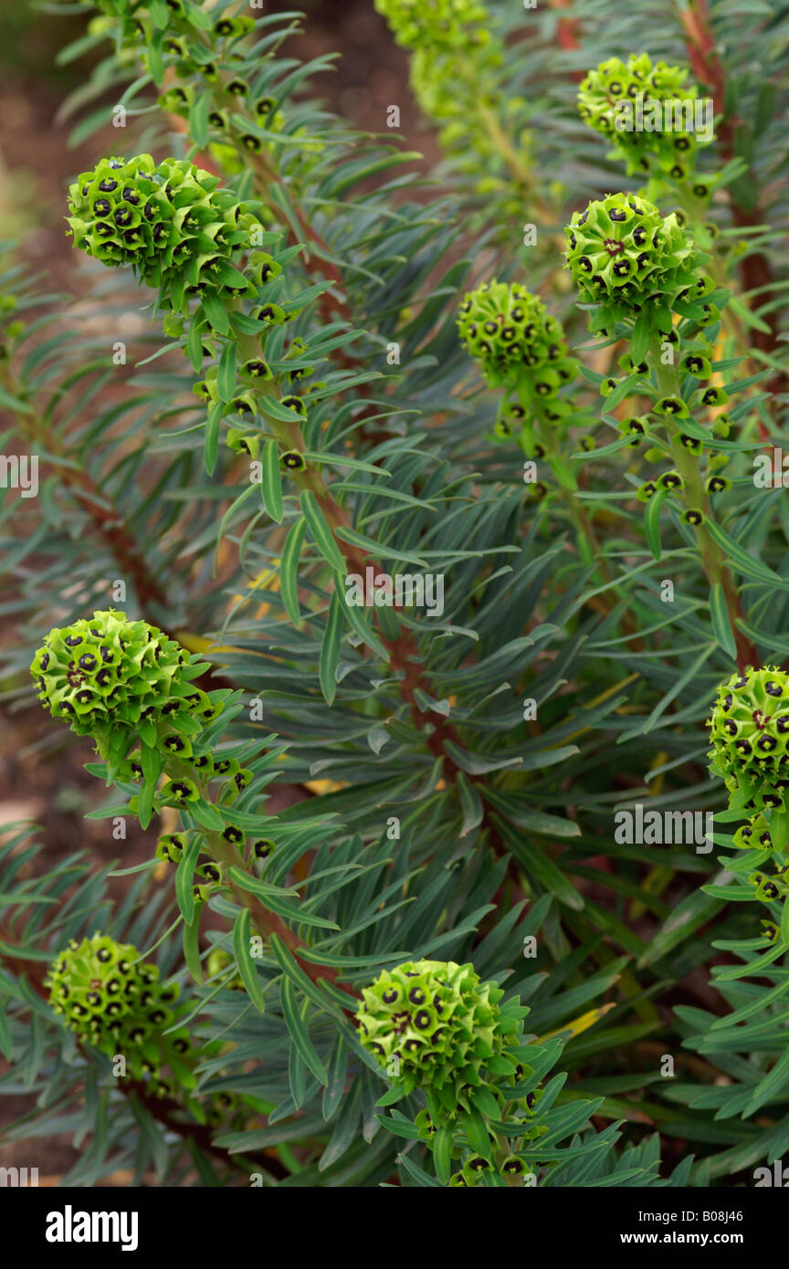 Produktbild von Mediterrane Wolfsmilch - Euphorbia Characias Wulfenii Günstig Kaufen