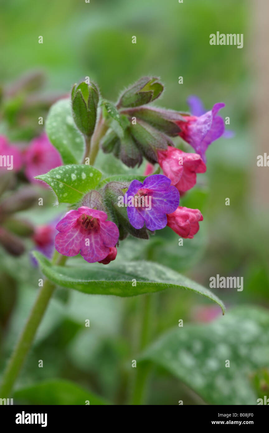 PULMONARIA GILL RICHARDSON Stockfoto