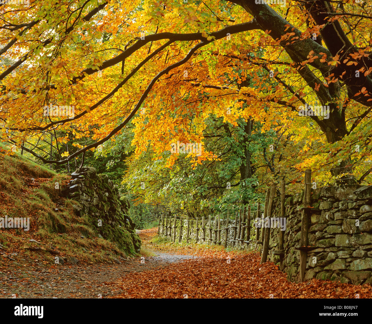 Verfolgen Sie durch herbstlichen Wald, über Grasmere, Nationalpark Lake District, Cumbria, UK. Buche, überhängenden Weg. Stockfoto