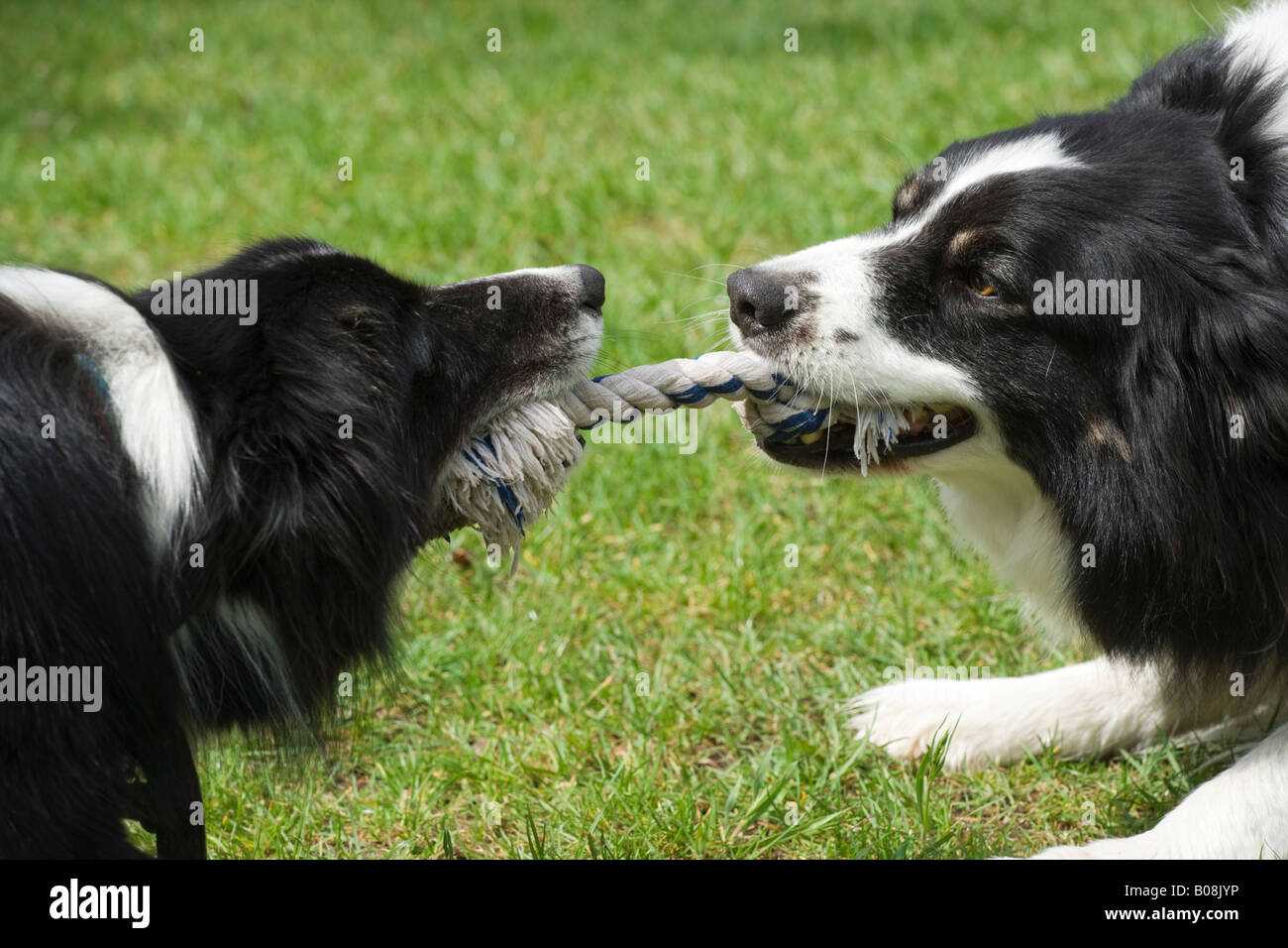 Border Collies spielen Tauziehen mit Seil. Stockfoto