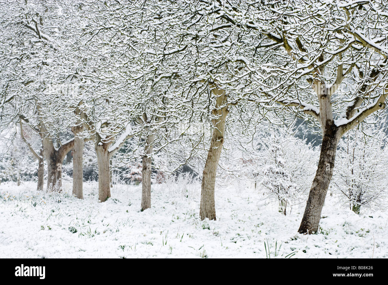 Linie der Schnee beladenen Bäumen am East Clandon, Surrey, UK Stockfoto