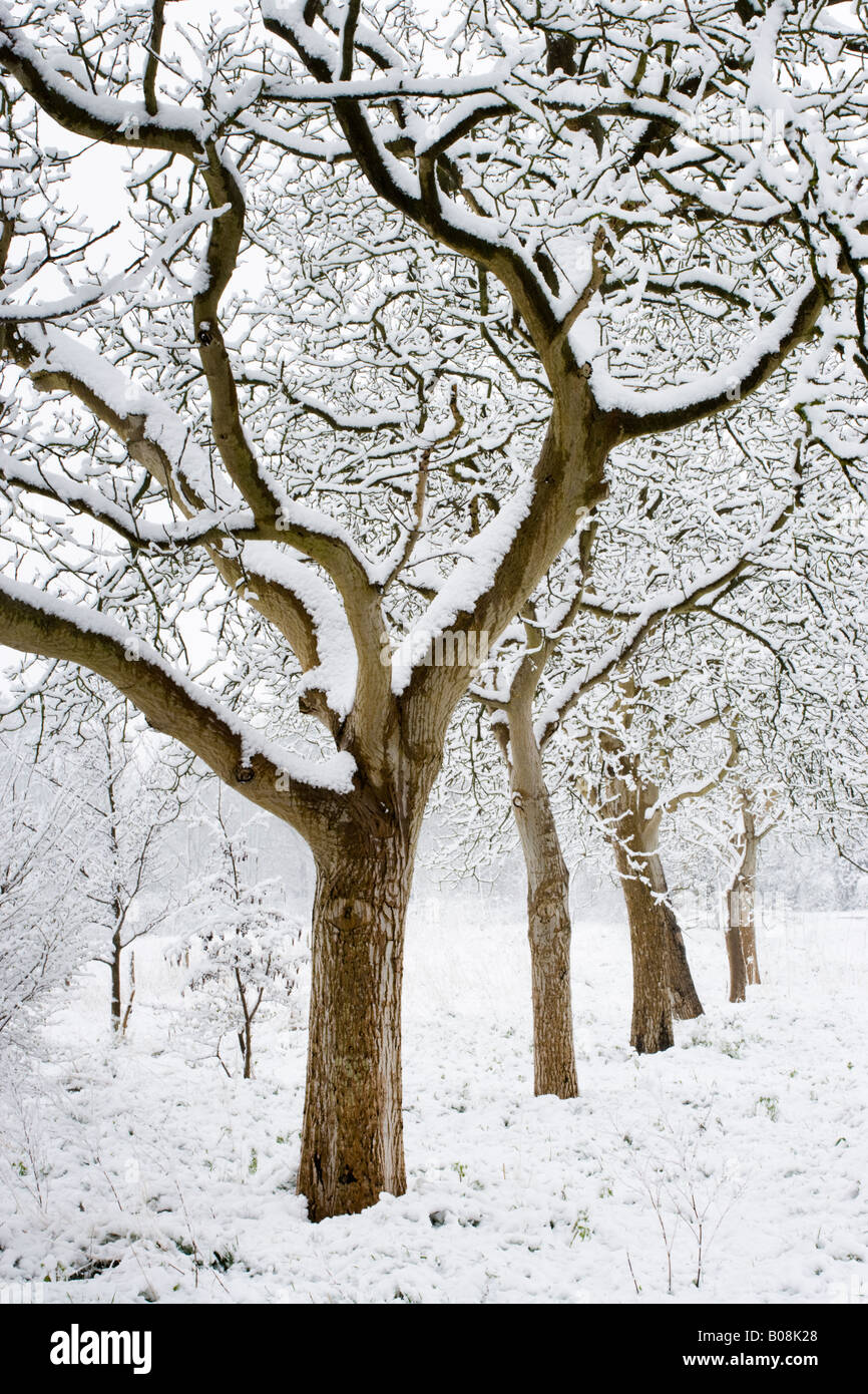 Linie der Schnee beladenen Bäumen am East Clandon, Surrey, UK Stockfoto