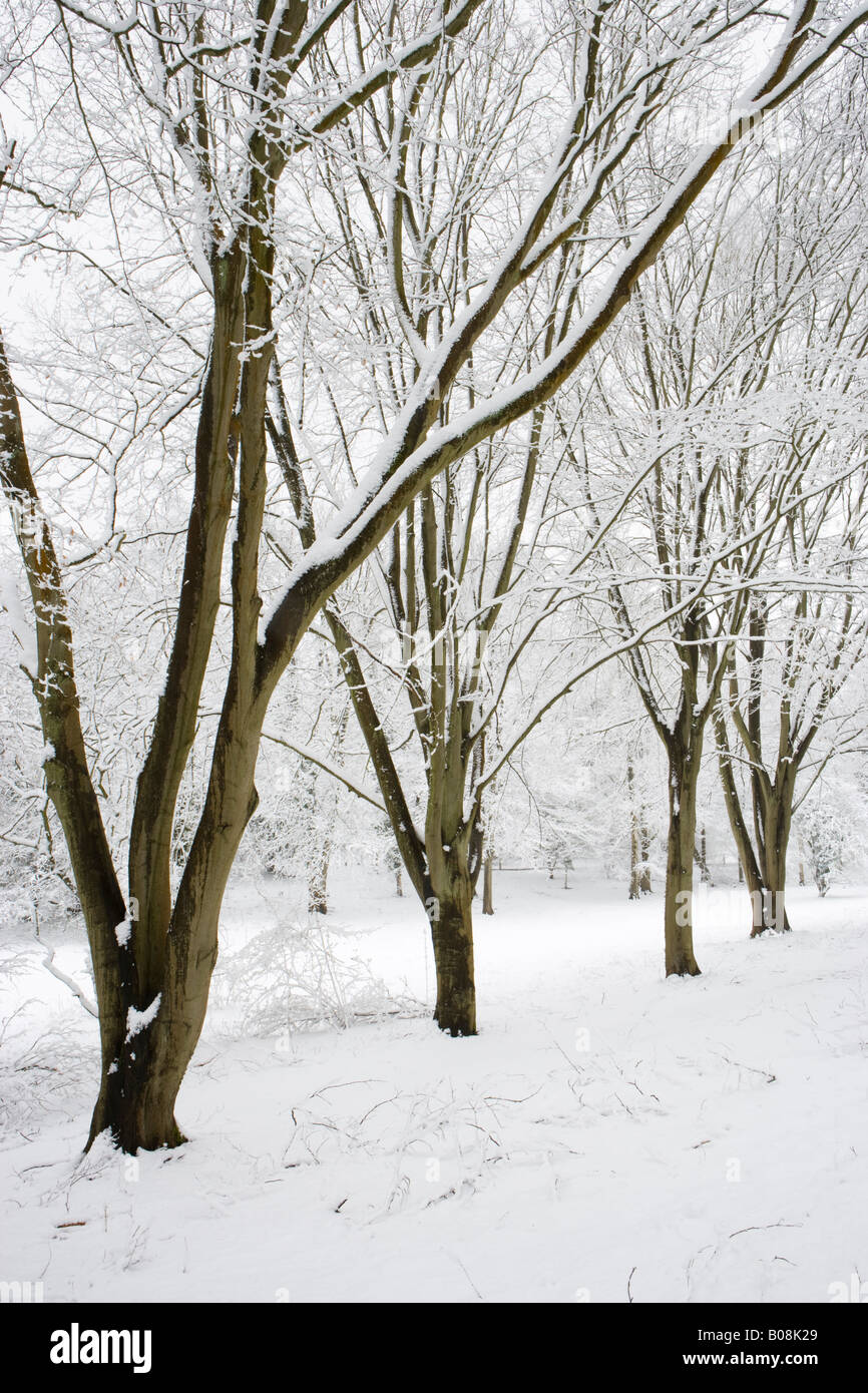 Buchenholz im Winter. Sheepleas, North Downs, Surrey, UK Stockfoto