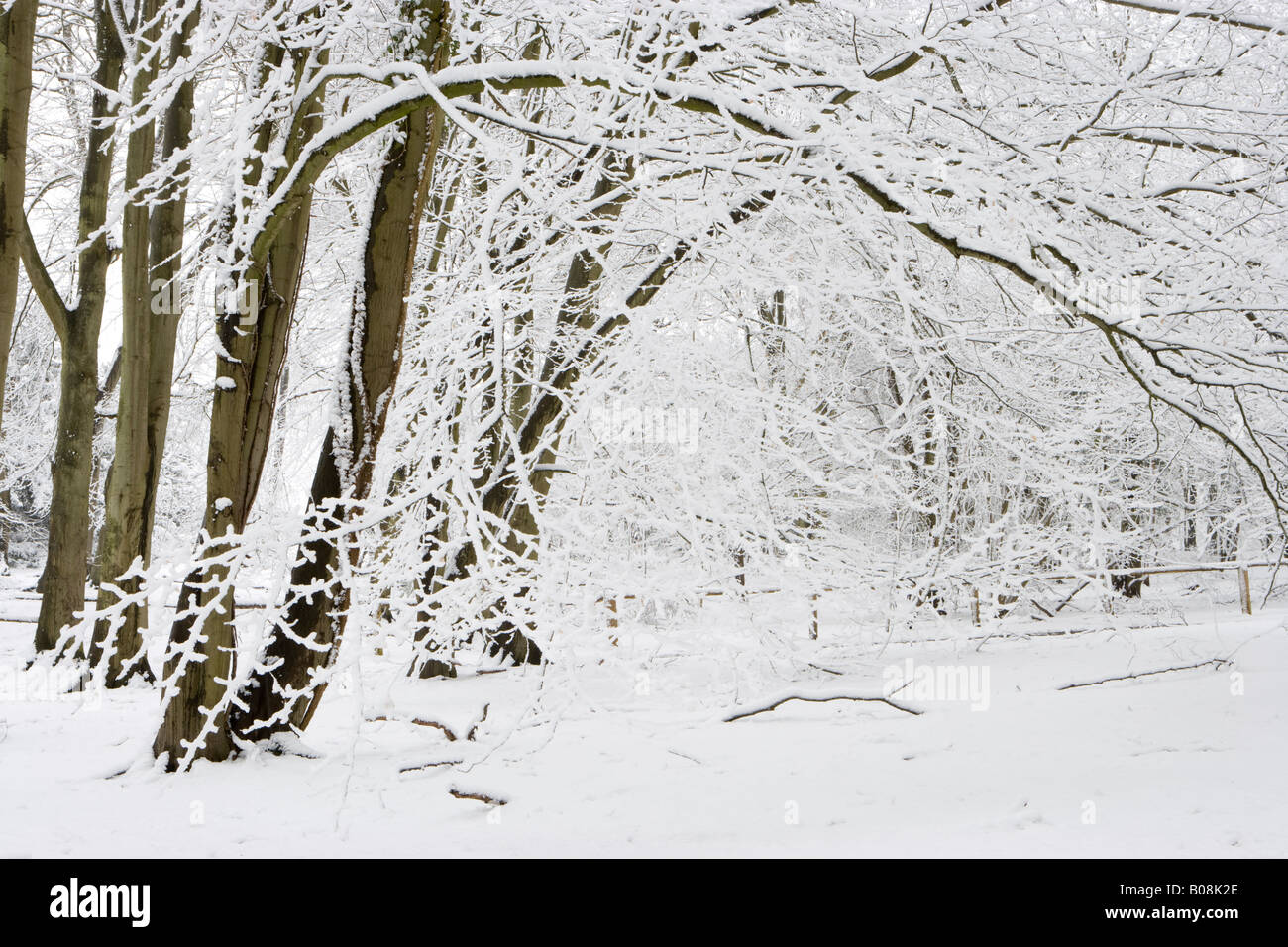 Buchenholz im Winter. Sheepleas, North Downs, Surrey, UK Stockfoto