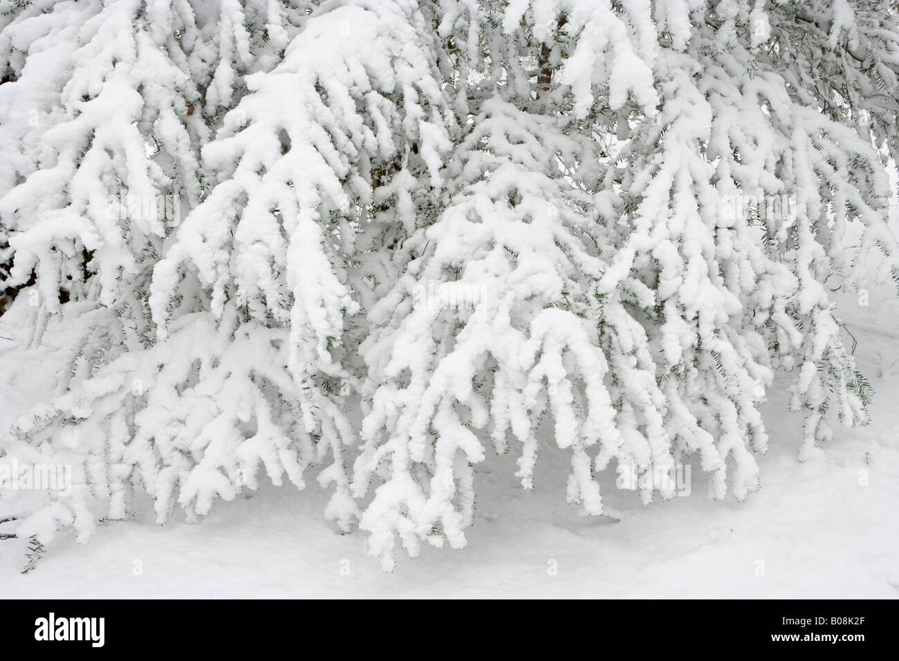 Schnee auf Eibe verzweigt. Surrey, UK Stockfoto