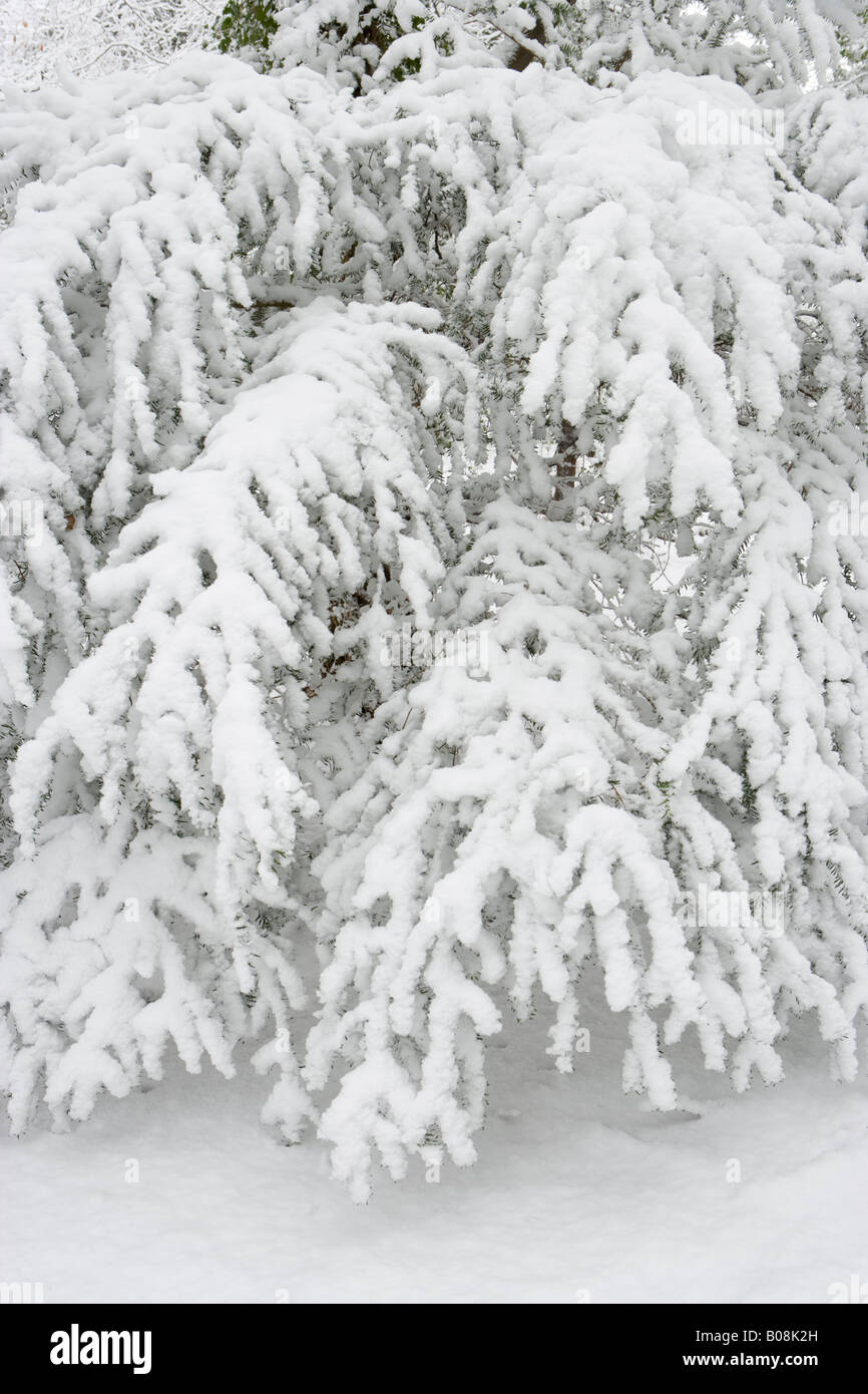 Schnee auf Eibe verzweigt. Surrey, UK Stockfoto