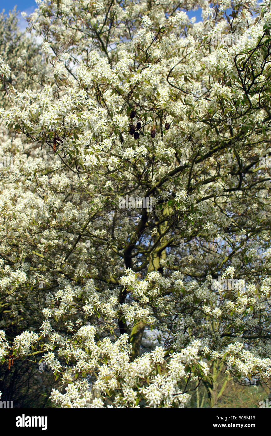 AMELANCHIER CANADENSIS SHADBUSH Stockfoto