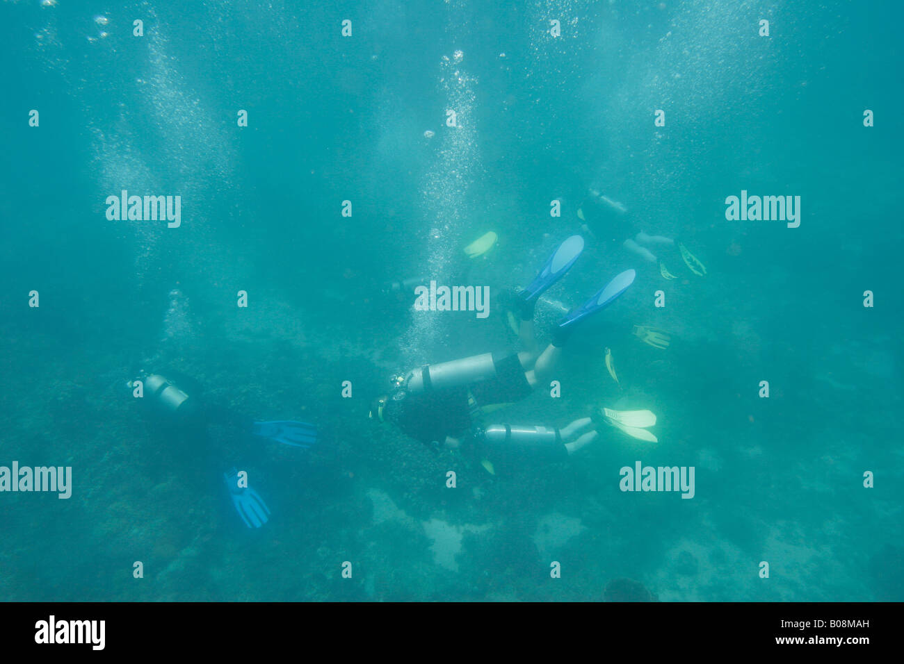 Taucher Tauchen Stockfoto